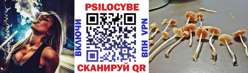 Купить закладки  Нестеров  Псилоцибиновые грибы Cubensis 